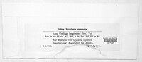 Ustilago filiformis image
